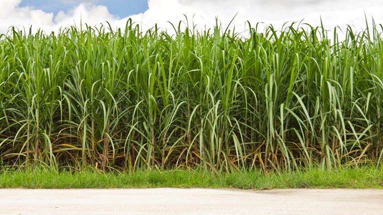 Tara and Thomas Walker – Sugar cane and cattle farmers